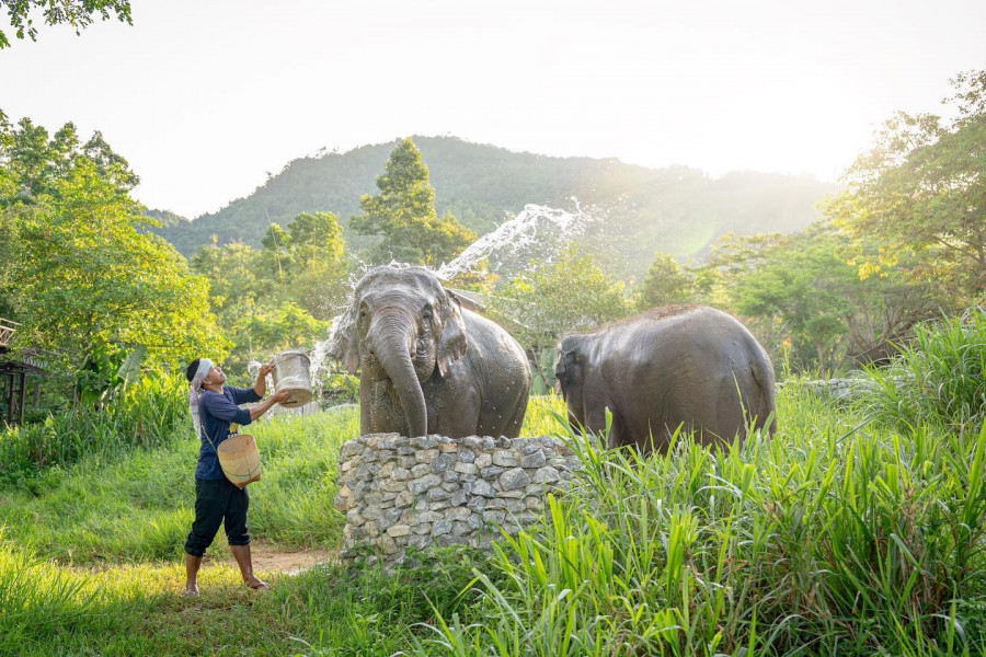 Surat Thani 